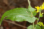 Eared goldenrod